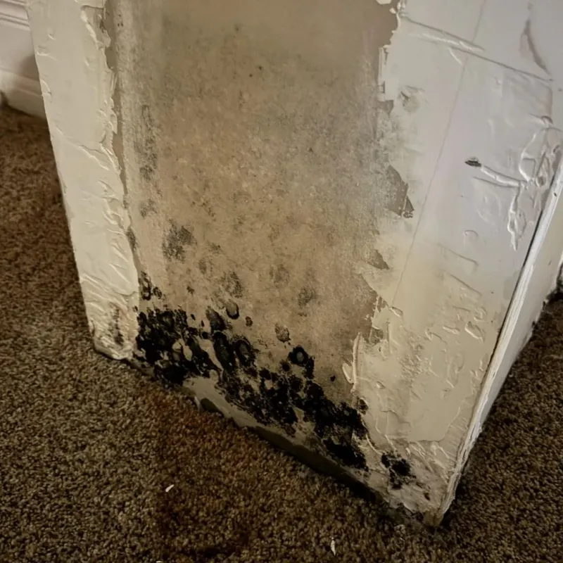 Professional Mold Removal in Los Altos, CA